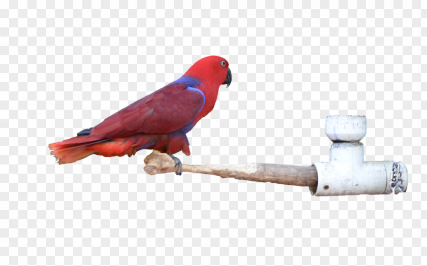 Feather Macaw Parakeet Beak PNG