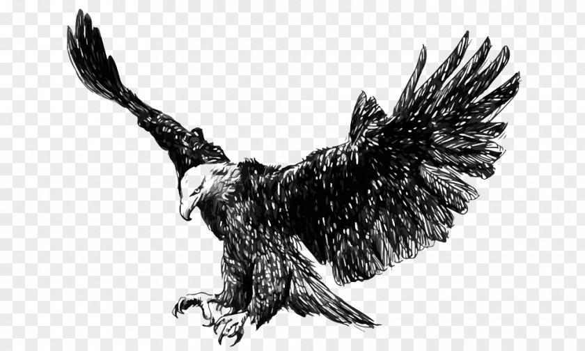 Flying Eagles Bald Eagle Golden Steppe Illustration PNG