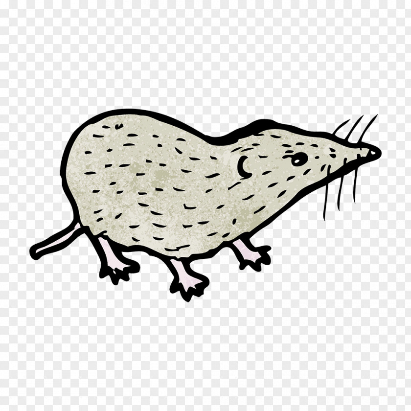 Shrew Clip Art Vector Graphics Stock Illustration PNG