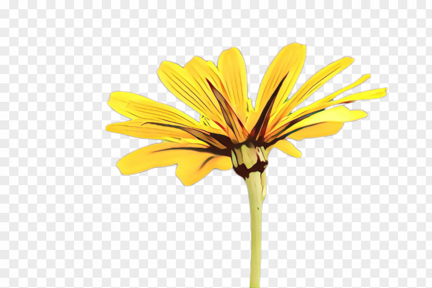 Daisy Artificial Flower African Family PNG