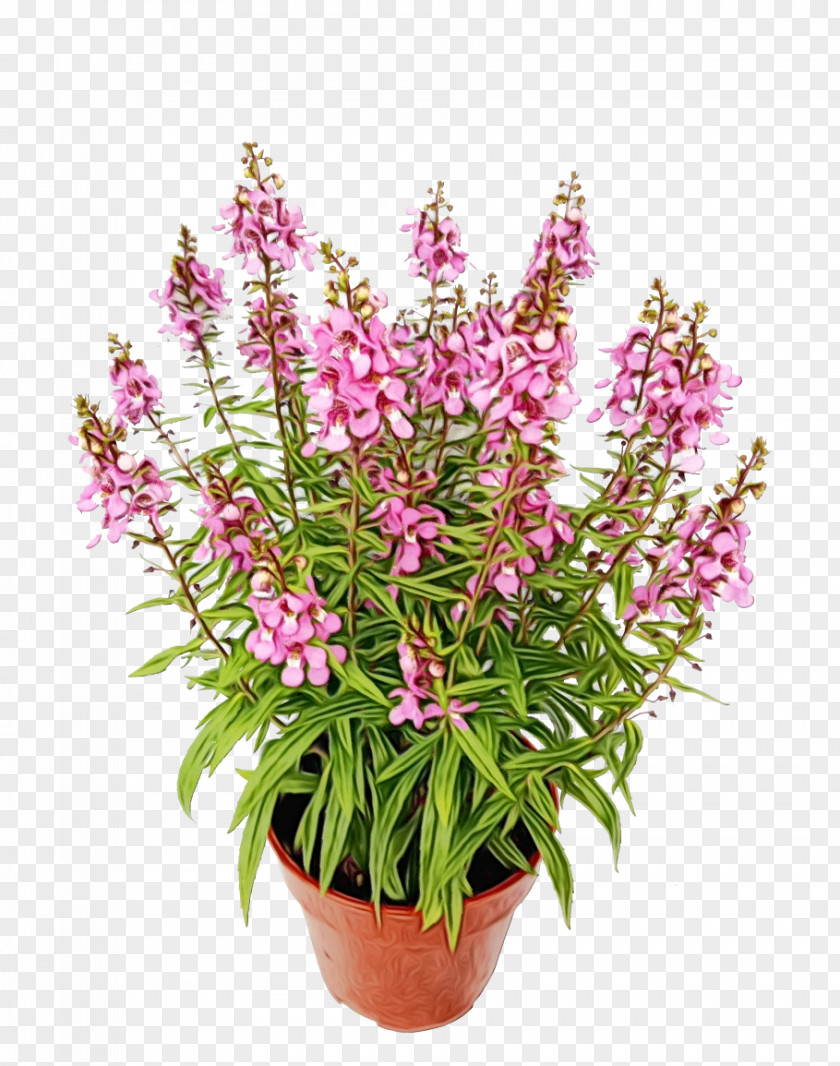 Flowerpot Garden Centre Angelonia Ornamental Plant PNG