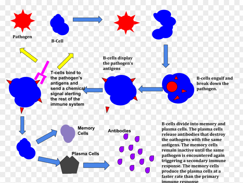Immune System Immunity The Response Antigen PNG