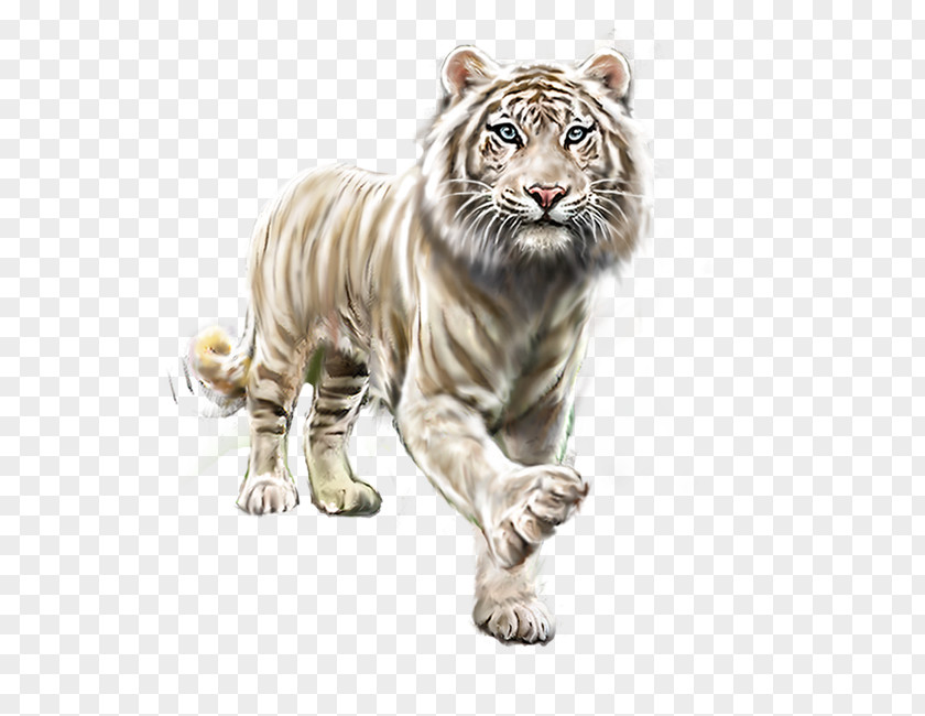 Tiger White PNG