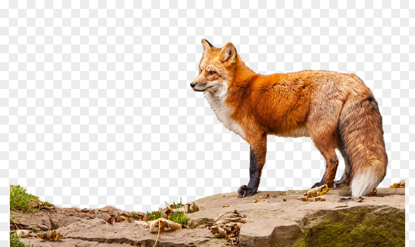 Zx Red Fox Vulpini Clip Art Animal PNG