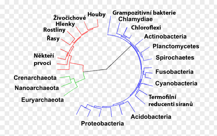 Bacteria Archaeans Domain Kingdom Prokaryote PNG