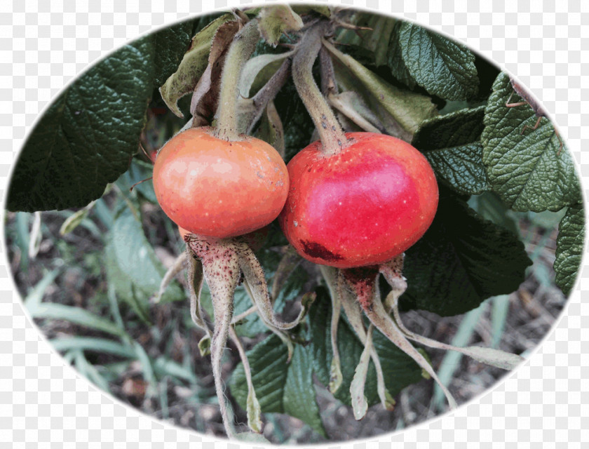 Cherry Rose Hip Bush Tomato Shrub PNG