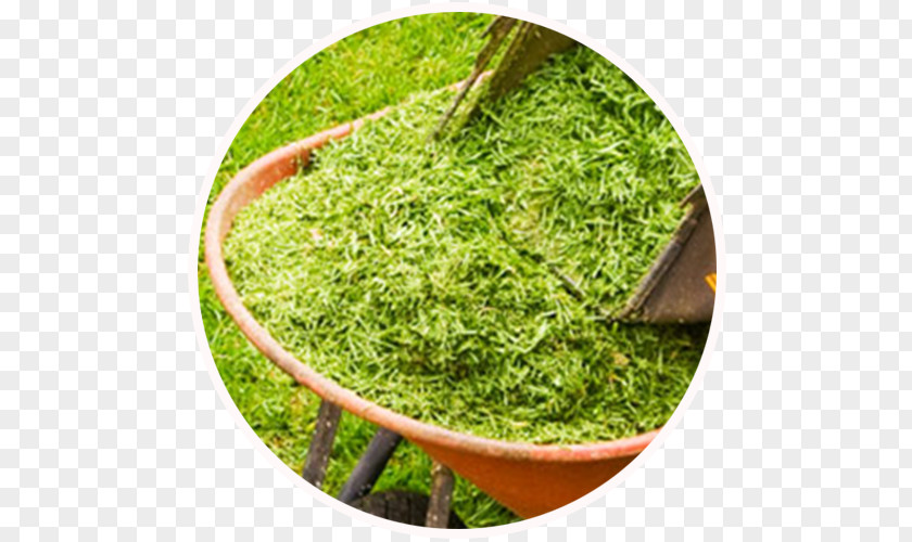 GRASS ROOF London Borough Of Ealing Kew Longjing Tea Chiswick Responsive Web Design PNG