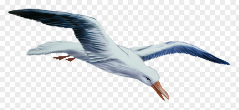 Gull European Herring Gulls Bird Swan Goose PNG