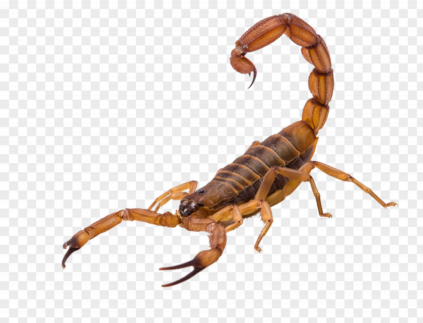 Insect Scorpion Earwigs Pest Arachnid PNG