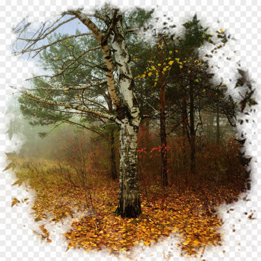 Autumn Desktop Wallpaper Deciduous Landscape PNG