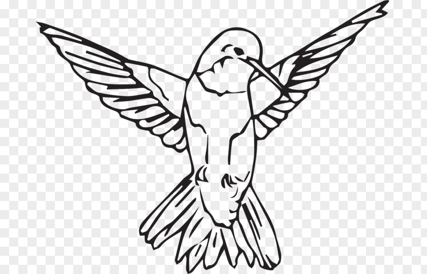 Best Hummingbird Feeders Drawing Line Art /m/02csf Beak Illustration PNG