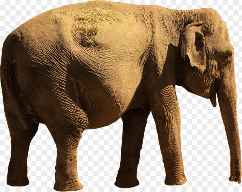India Indian Elephant African Tusk Wildlife PNG