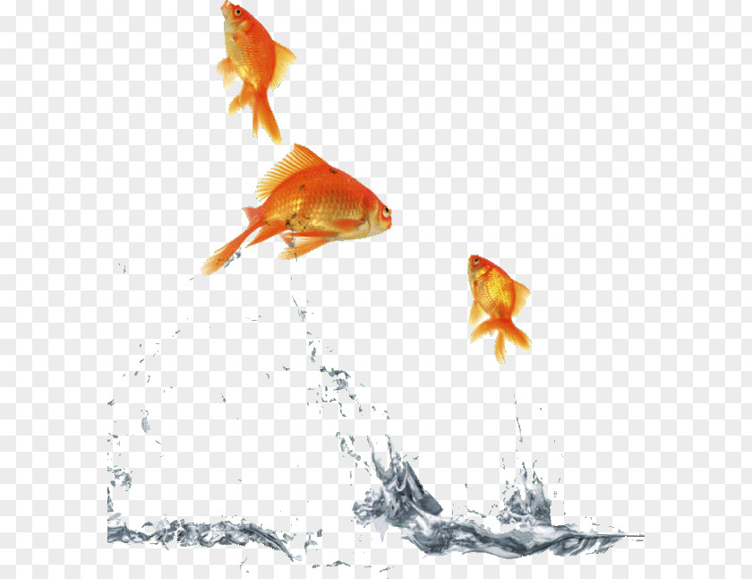 Quotation Gorgias: A Revised Text Image Thought Goldfish PNG