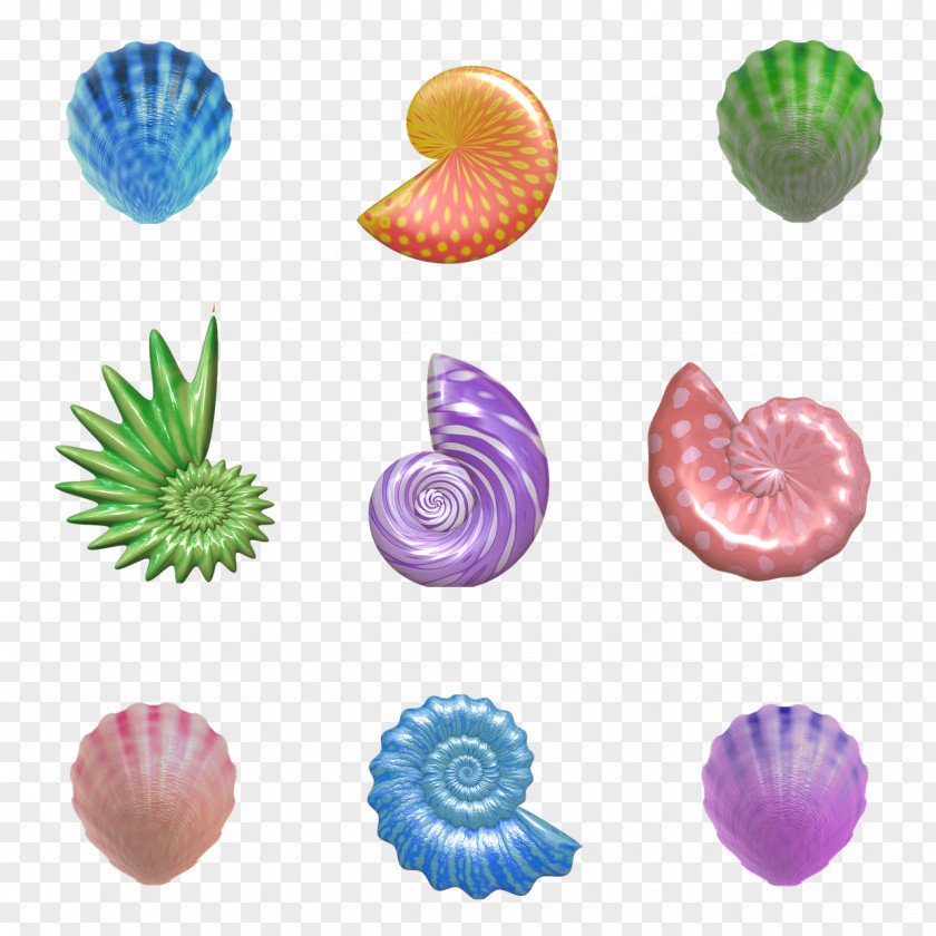 Seashell Cockle Clam Oyster Mollusc Shell PNG