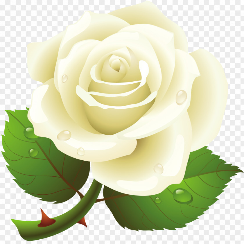 Blume Mit Wassertropfen Clip Art Rose Image Desktop Wallpaper PNG