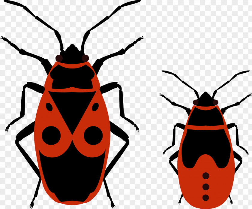 Bugs Beetle Pyrrhocoris Apterus Firebug Clip Art PNG