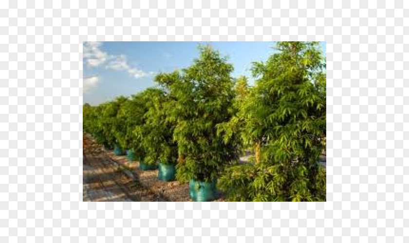 Crepe Myrtles Tree Waterhousea Floribunda Plant Downes Wholesale Nursery PNG