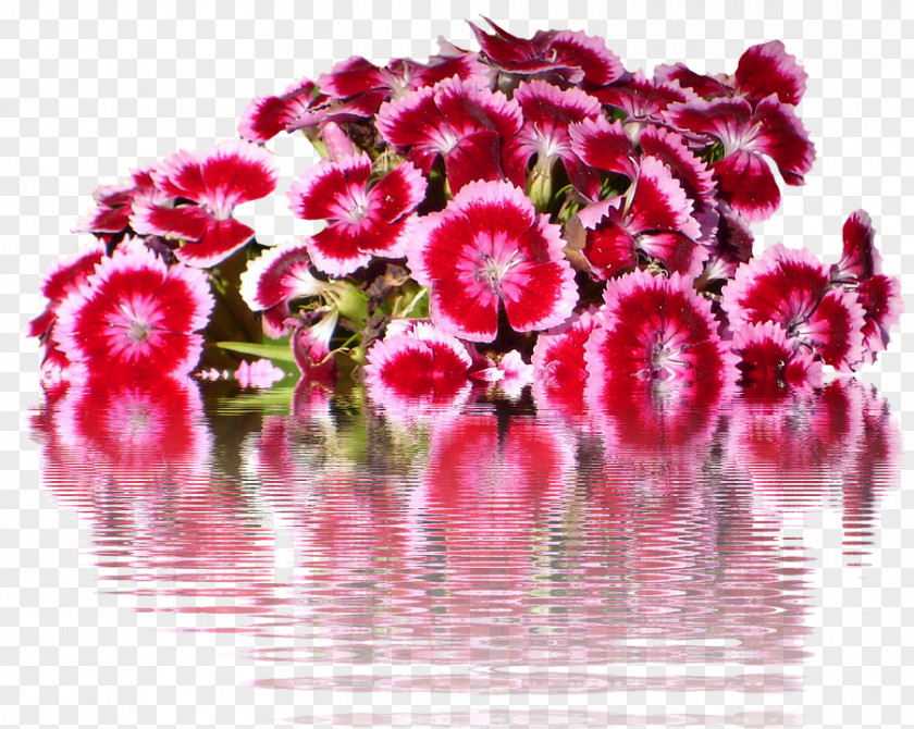 Flower Sweet William Carnation Petal China Pink PNG
