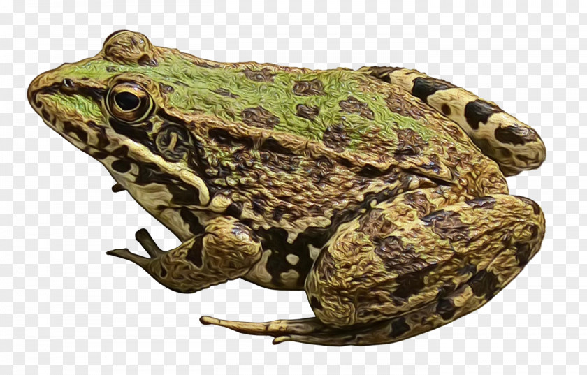 Frog Clip Art Image Transparency PNG