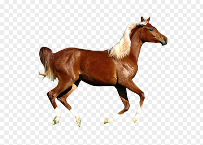 Horse Arabian Konik Pony Wild PNG