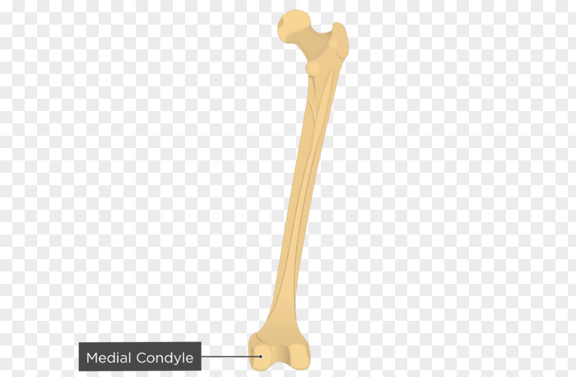 Lateral Condyle Of Tibia Medial Epicondyle The Femur Adductor Tubercle Humerus PNG