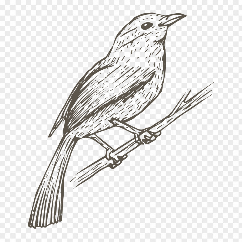 Sketch Bird House Sparrow Drawing PNG