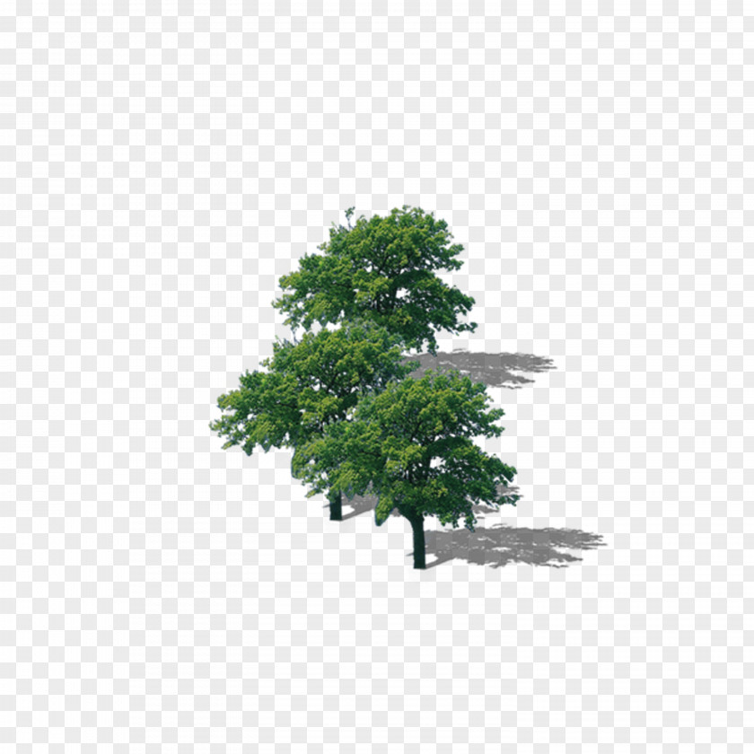 Tree Lush Top Branch Download PNG