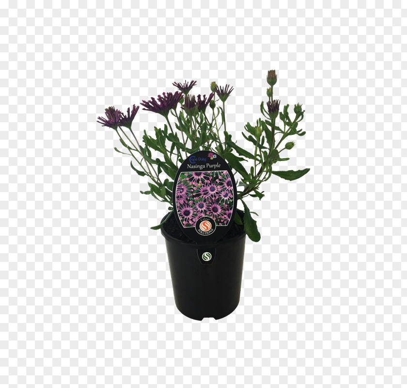 Balcony Plants Decoration 18 0 1 Lavender Flowerpot Houseplant Purple Cut Flowers PNG
