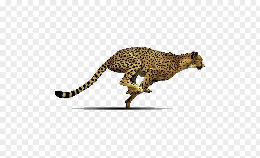 Cheetah Clip Art Image Transparency PNG
