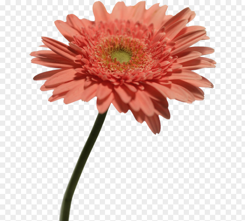 Chrysanthemum Indicum Transvaal Daisy Plant Computer File PNG