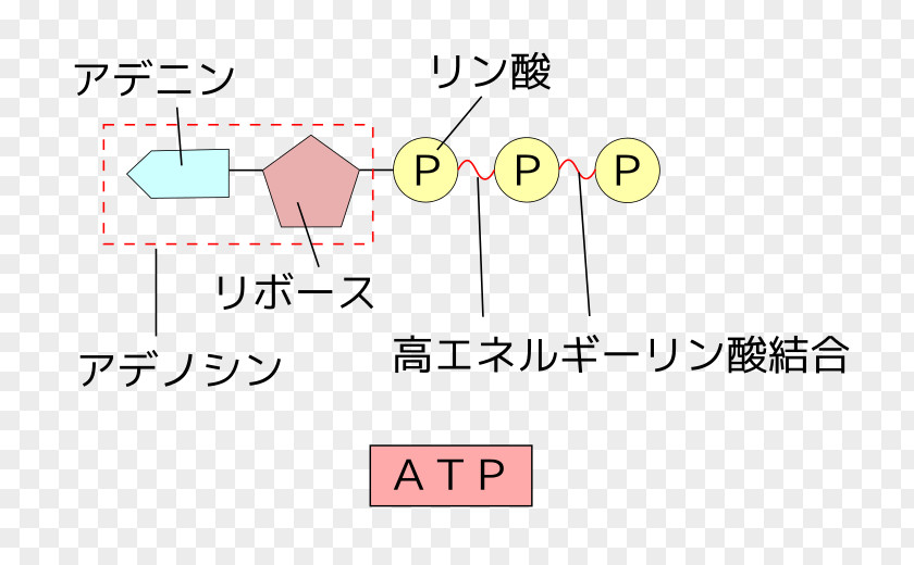 Energy Adenosine Triphosphate Diphosphate Citric Acid Cycle ADP/ATP Translocase PNG
