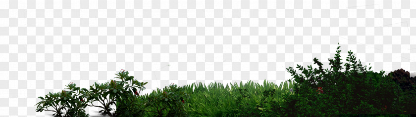 Green Grass Psd PNG