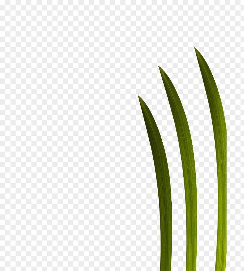 Leaf Grasses Green Plant Stem Font PNG