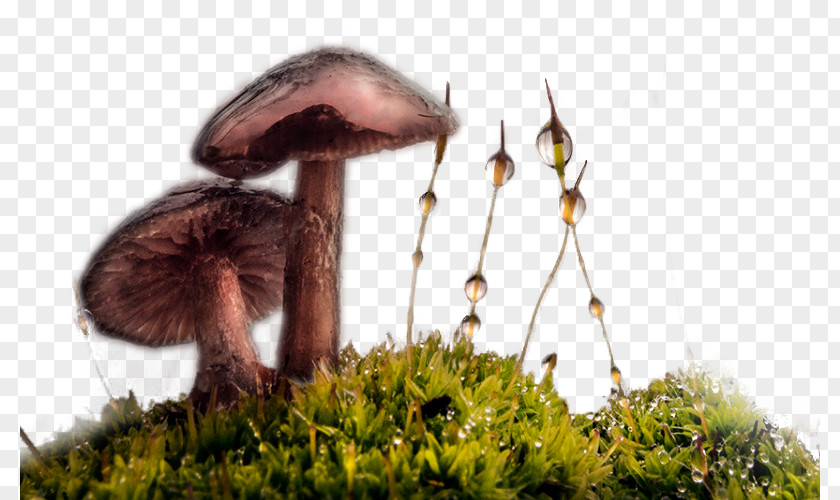 Morning Mushrooms Dew PNG