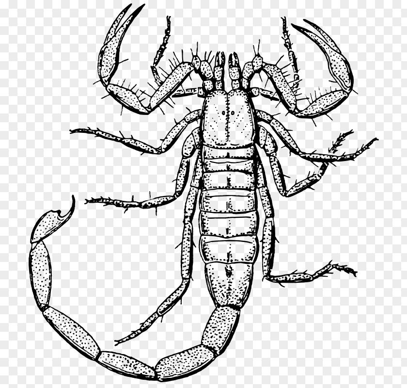 Public Domain Line Art Scorpion Drawing Clip PNG