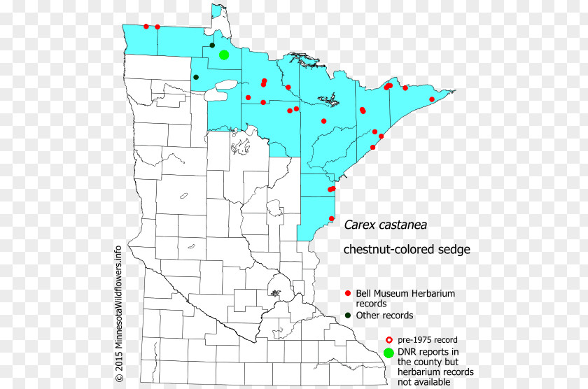 Sedge Family Carex Stipata Tussock Minnesota Map Celebrity PNG