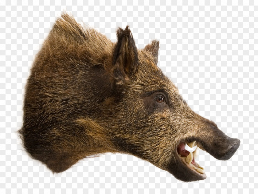 Boar Wild Raccoon Deer Taxidermy Hunting PNG