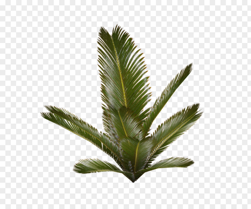 Fern Plant Arecaceae PNG