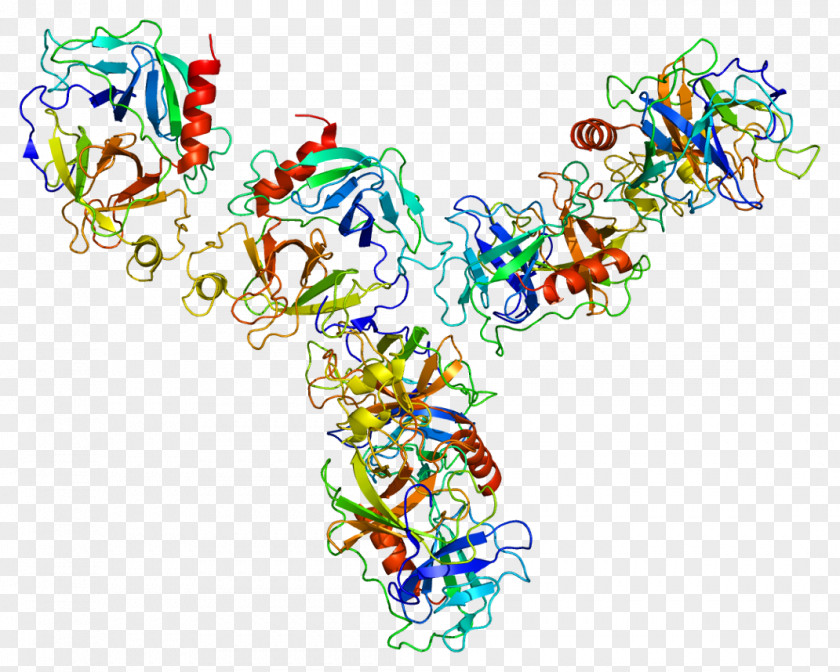 Granzyme GZMA Protein Human Leukocyte Antigen MHC Class II PNG