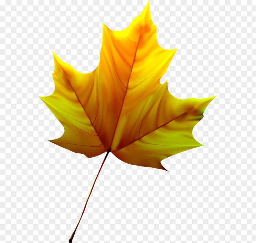 Leaf Paper Maple Tree PNG
