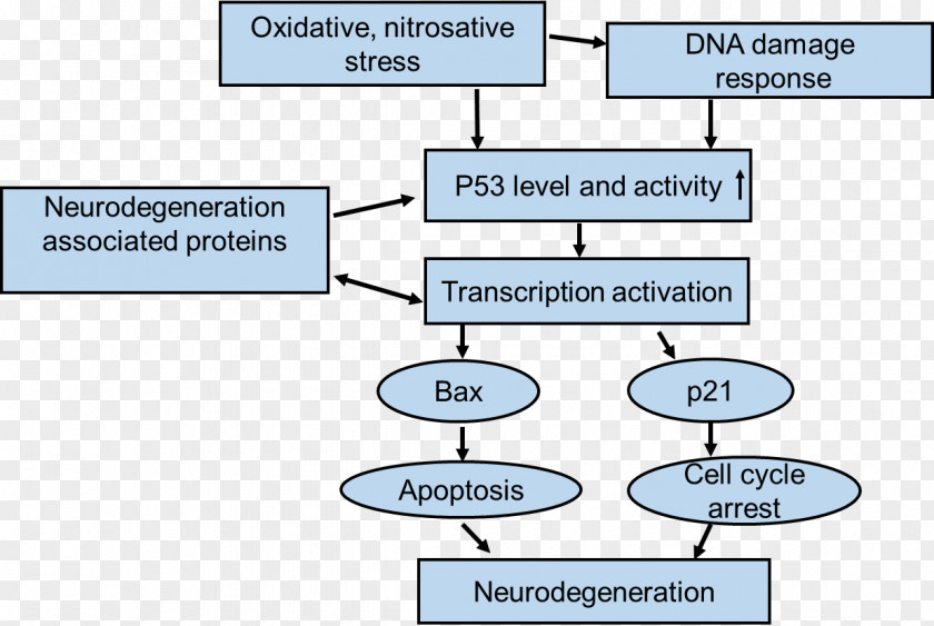 P53 Upregulated Modulator Of Apoptosis Neurodegeneration Parkinson's Disease Oxidative Stress PNG