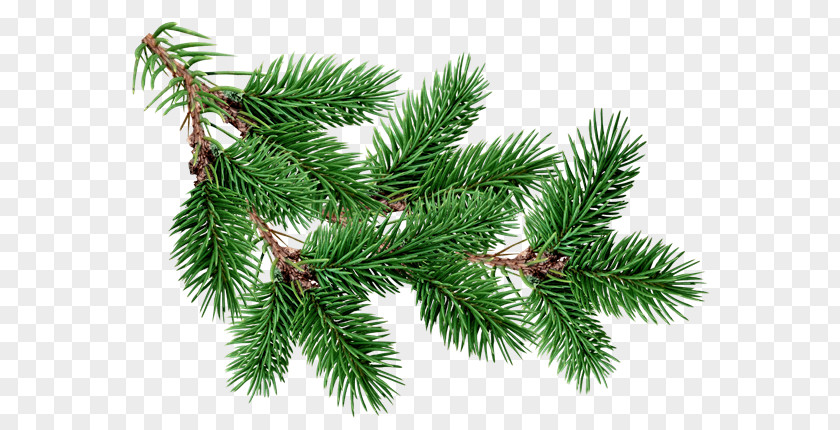 Christmas Tree Fir Pine PNG