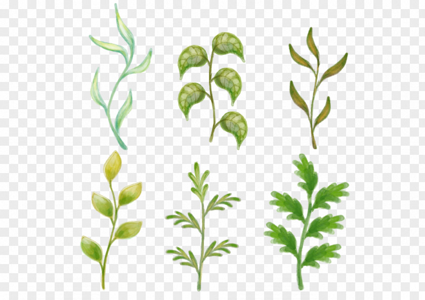 Hand-painted Flowers Vector Grass Plant Flower Drawing Painting PNG