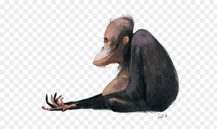 Orangutan Ape Cartoon Illustration PNG