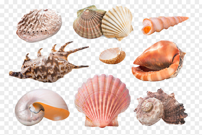 Beautiful Creatures Seashell Starfish Snail Molluscs Sand PNG