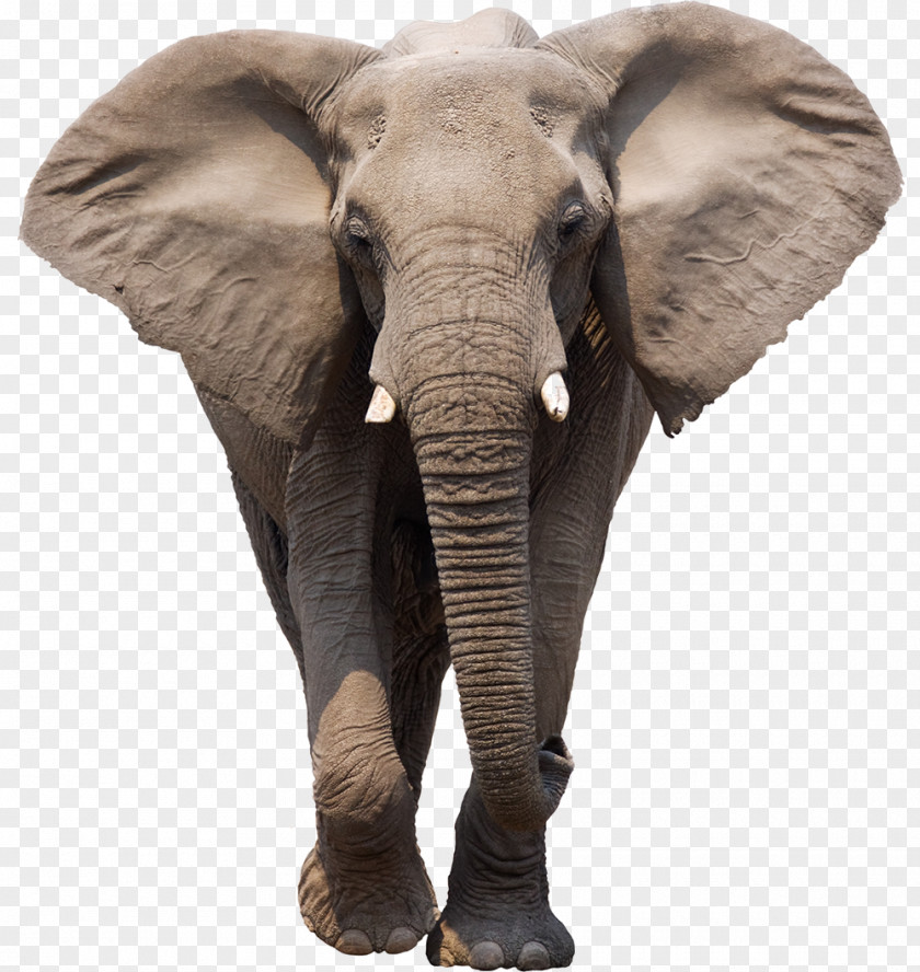 Calf African Bush Elephant Elephantidae Clip Art PNG
