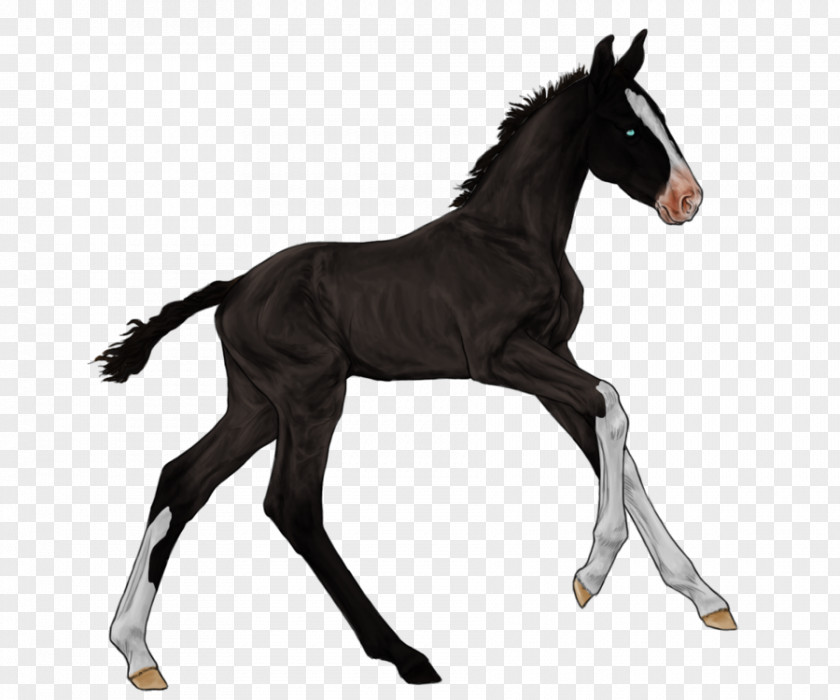 Farm　Sketch Mustang Foal Stallion Colt Morgan Horse PNG