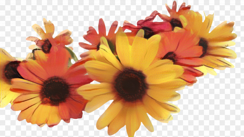 Gazania Perennial Plant Floral Flower Background PNG