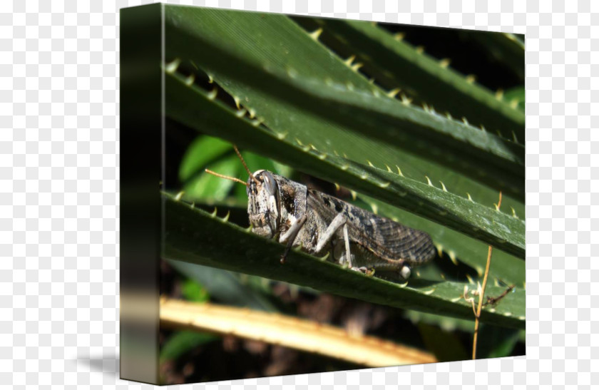 Grasshopper Insect Fauna Cricket Pest PNG