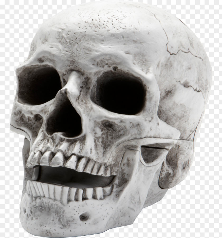 Skull Museum Of Osteology Clip Art PNG